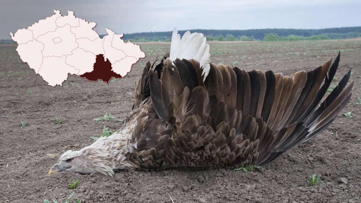 Útoků na dravce přibývá. Na jihu Moravy nalezli otrávené orly mořské